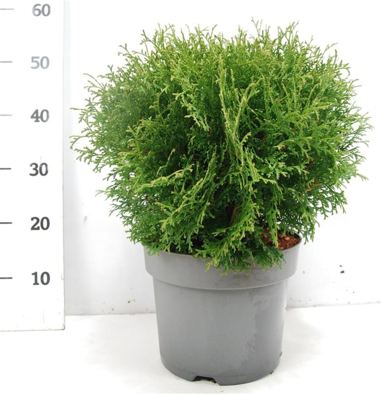Thuja occ. 'Tiny Tim' - C7.5 40-50 CM